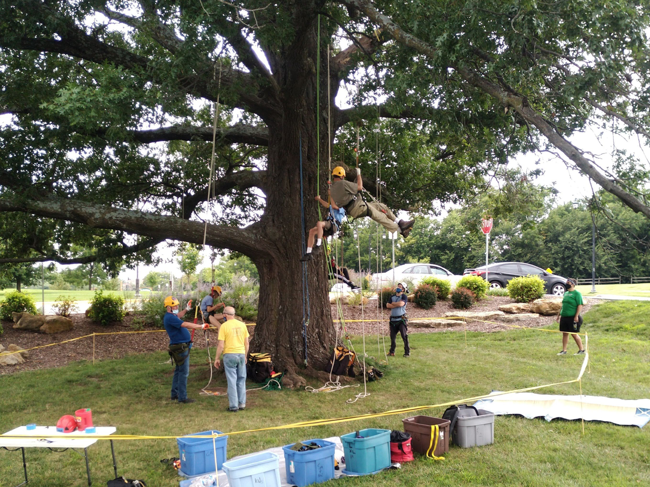 Park and Rec tree climbing group event