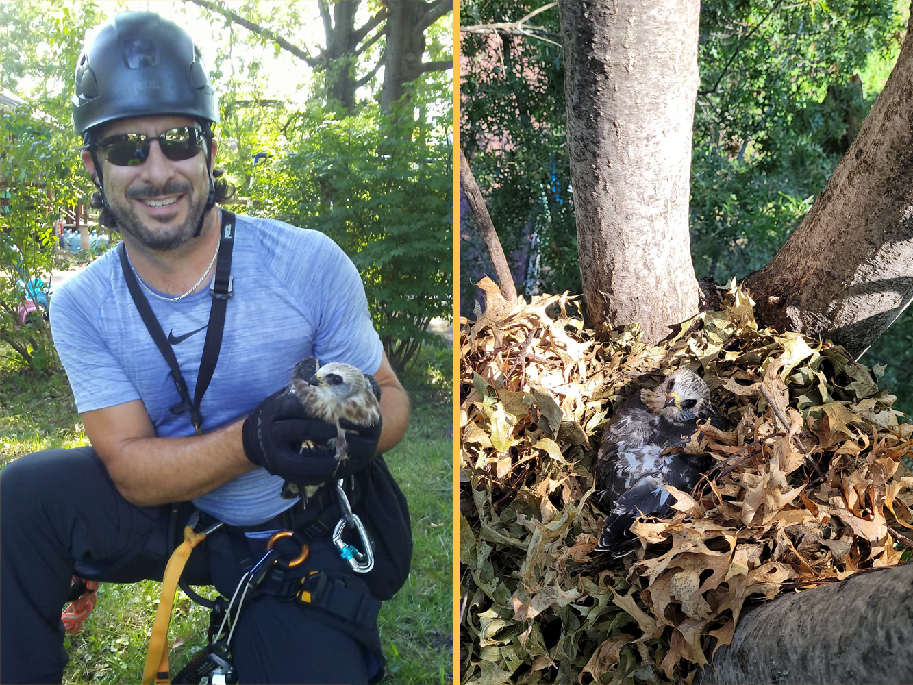 Climber retrieving object from tree canopy