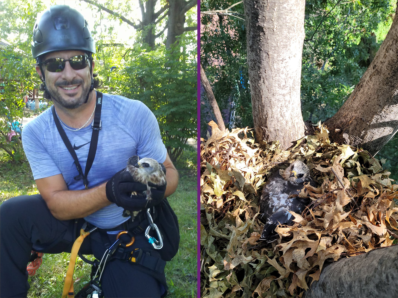 Climber retrieving object from tree canopy